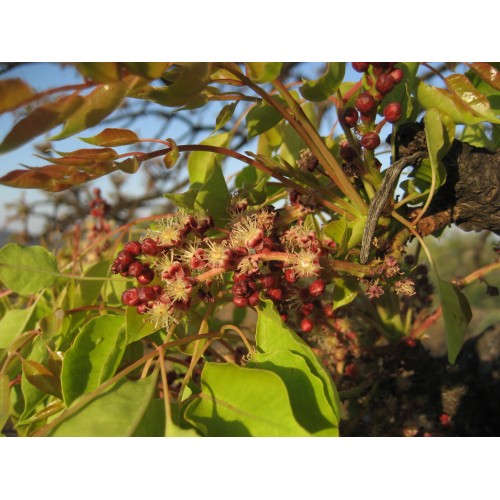 Marula Livingseeds Heirloom Seeds (Pty) Ltd